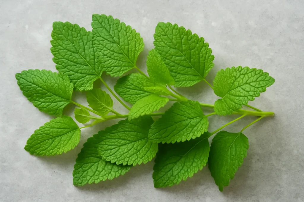 Fresh lemon balm leaves showing their bright green color and natural texture